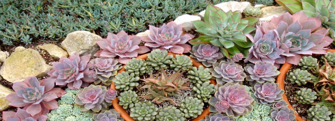 Tips for identifying drought tolerant plants in South Africa